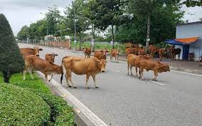 Bài tuyên truyền về việc xử phạt gia súc, gia cầm, vật nuôi thả rông